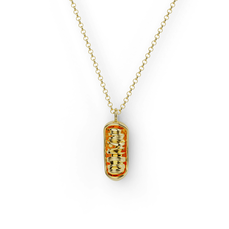 Gold vermeil mitochondrion necklace depicting the intricate structure of a cellular powerhouse, ideal for science lovers.